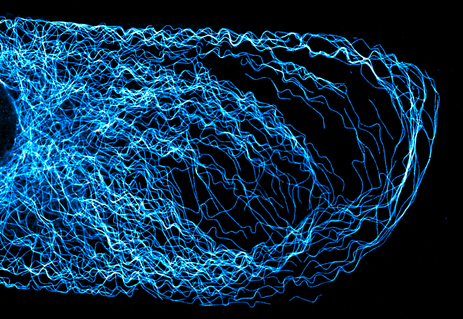 Microtubule buckling under cyclic mechanical stretch — PTK2 cell, Airyscan
