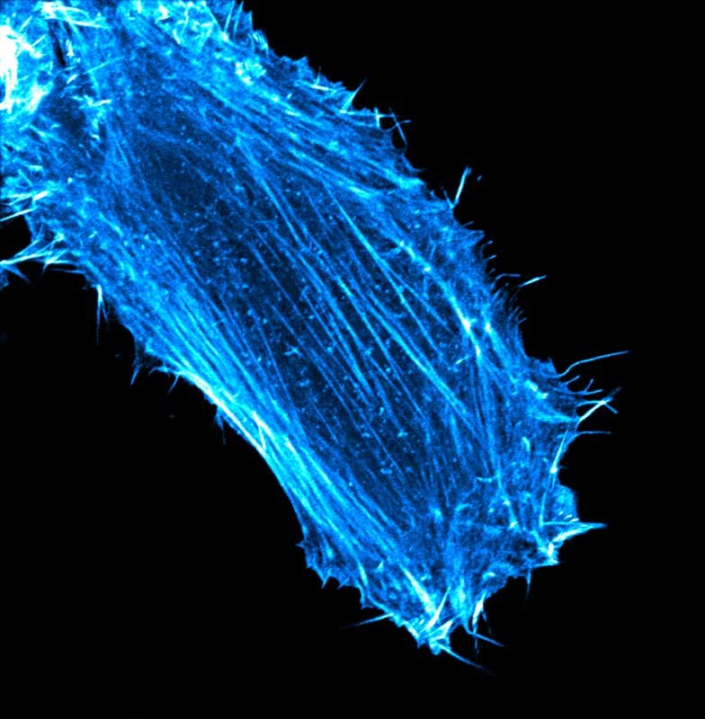 First Live-Cell Imaging Experiments Completed