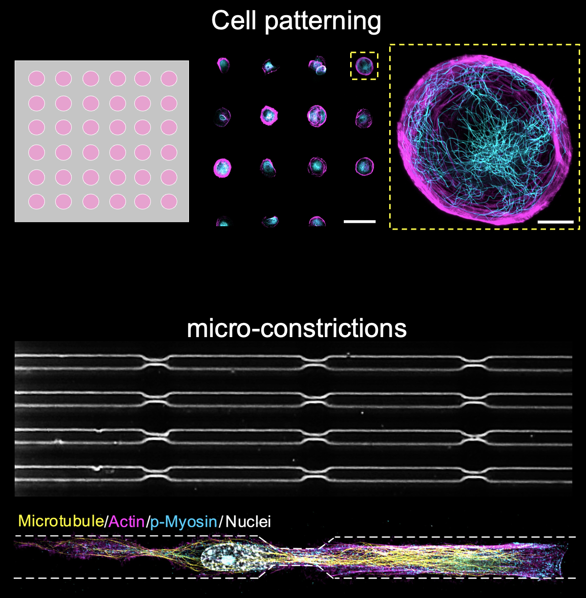 Cell patterning