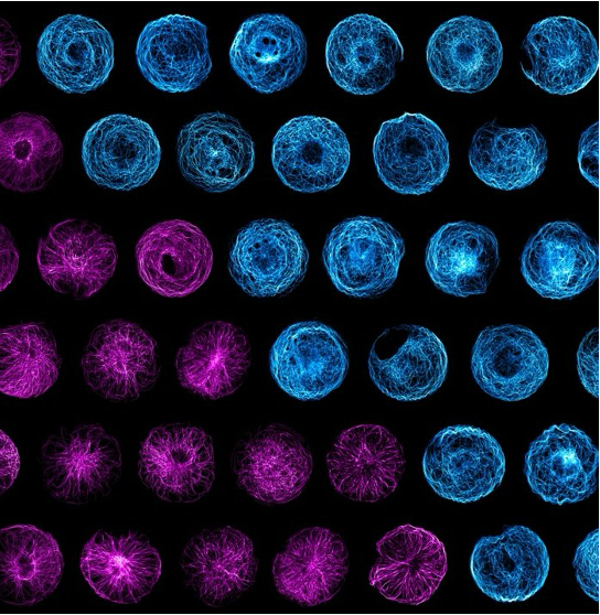 Microtubule organisation and mechanosensation